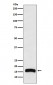 FLAP Antibody