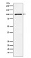 GRIK2 Antibody
