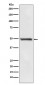 RAD52 Antibody