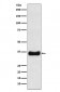 Olig1 Antibody