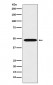 Renin Antibody