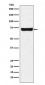 SESN1 Antibody