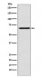 MADCAM1 Antibody