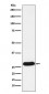 PR3 Antibody