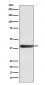 FRA1 Antibody