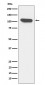ERAP1 Antibody