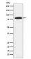 DBF4 Antibody
