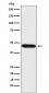 CDC123 Antibody