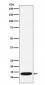 CCL21 Antibody