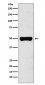 CHX10 Antibody