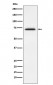 FXR1 Antibody