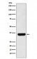 MFF Antibody