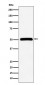 CELF1 Antibody