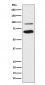 TCF4 Antibody