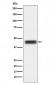 TFPI Antibody