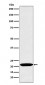 Oncostatin M Antibody