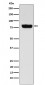 SLC22A3 Antibody