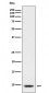 CXCL5 Antibody