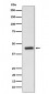 EDG3 Antibody