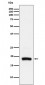 ARF5 Antibody
