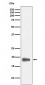 HMGN2 Antibody