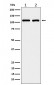 eIF3B Antibody