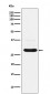 CHMP2B Antibody