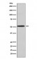 Kir2.1 Antibody