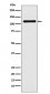 DPYD Antibody