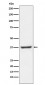 NFYA Antibody