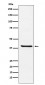 Arg2 Antibody
