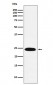 VPS28 Antibody
