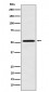 FMO3 Antibody