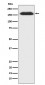 SUPT5H Antibody