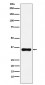 HOXA9 Antibody