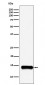PLA2G2A Antibody