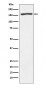 Nidogen 1 Antibody