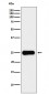Placental lactogen Antibody