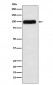 SERPING1 Antibody