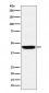 WDR4 Antibody