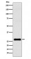 GJB1 Antibody