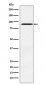ATRIP Antibody