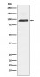 Dynamin 3 Antibody