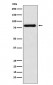 PAG Antibody