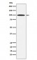 AP1G1 Antibody
