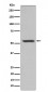Cytokeratin 12 Antibody