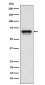 p66 alpha Antibody