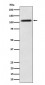NAT10 Antibody