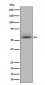 CD147 Antibody