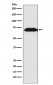 Themis Antibody